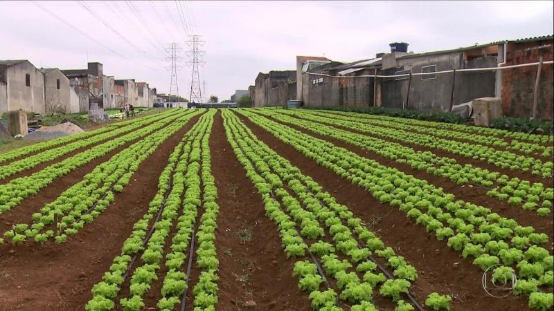 Programa de Horticultura Urbana é aprovado e segue para sanção no Executivo